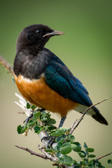 Superb starling turns head on leafy branch