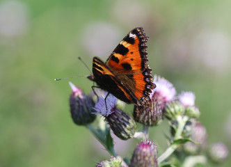 closeup of small tortoiseshell butterfly (Aglais urticae) sitting and feeding nectar from creeping thistle flower