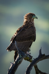 Tawny eagle facing right on dead branch
