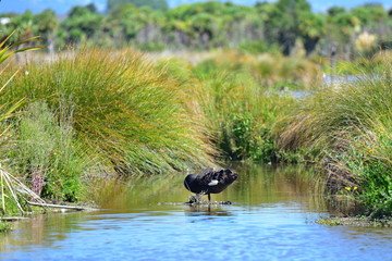 Black swan in a pond in Travis Wetland Nature Heritage Park in Christchurch, New Zealand