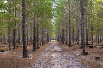 Forest Walkway Path