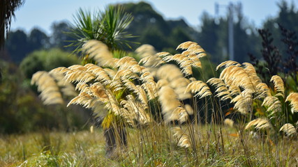 Long toitoi grass along the bank of Travis Wetland Nature Heritage Park in Christchurch, New Zealand
