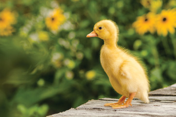 Cute duckling on an old rustic wooden table in the garden