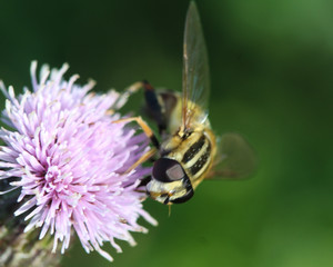 Helophilus trivittatus is a species of Palearctic hoverfly, sitting on flower