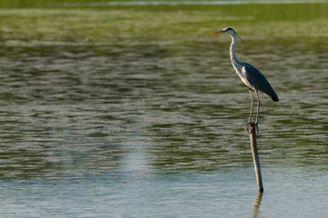 Great Blue Heron sits waiting on a pole in the water