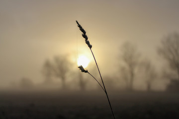 sunrise across a field