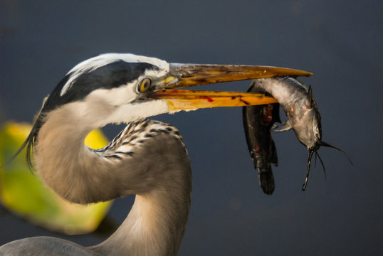 grey heron Ardea cinerea with a fish in mouth