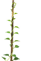ivy plant on bamboo isolate white background
