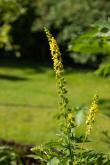 blühender Odermennig mit gelben blüten im garten
