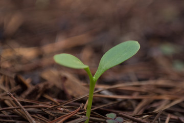 small plant germination