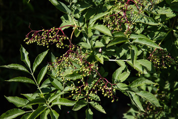 Holunderstrauch mit grünen unreifen Holunderbeeren