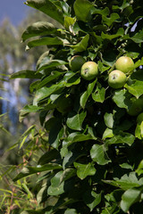 unreife grüne Äpfel am Apfelbaum
