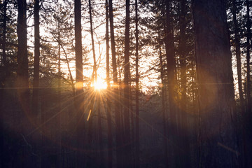Obraz premium Sunrise in pine fores nature.