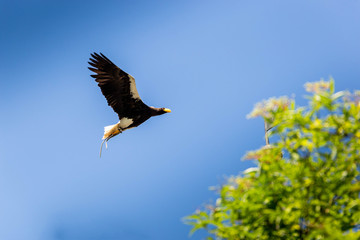 A Bald Eagle In Flight