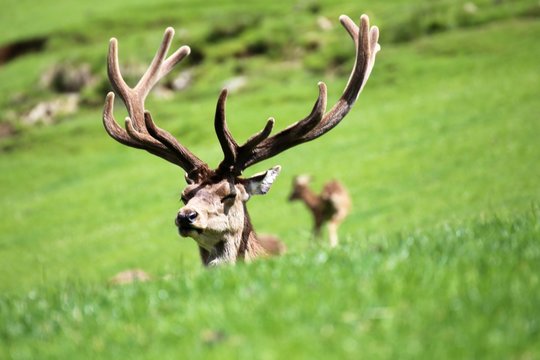 Red deer in the mountains
