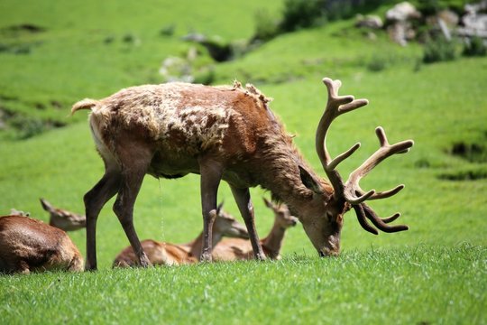 Red deer in the mountains