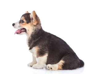 Happy Brown Pembroke Welsh Corgi puppy sitting in profile. isolated on white background