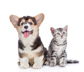 Happy corgi puppy and scottish tabby kitten looking up together. isolated on white background