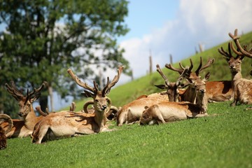 Rotwild in den Bergen