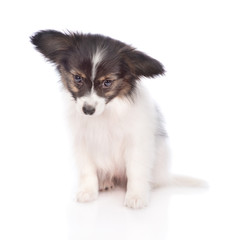 Papillon puppy looking down. isolated on white background