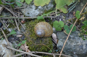 Snail shell