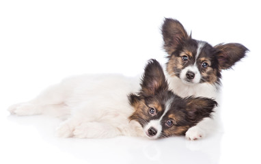 Two puppies Papillon lying together. isolated on white background