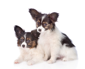 Two puppies Papillon sitting together. isolated on white background