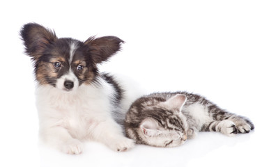 Cute papillon puppy and sleeping scottish tabby kitten. isolated on white background