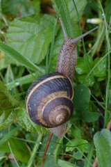 Feeding snail