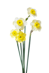 Bouquet of daffodils isolated on white background.