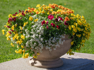 Fototapeta na wymiar Flowerbed with beautiful flowers in the park
