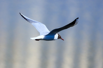 Seagull in flight against the background of the pond