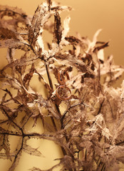 gold wedding rings on the branches of dried flowers, close-up of flowers and precious ornaments