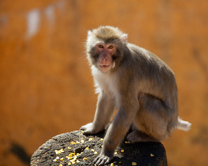 A monkey walks in an outdoor park