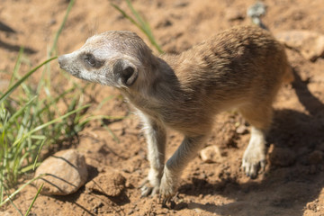 Fototapeta premium Surikat in a park in the nature