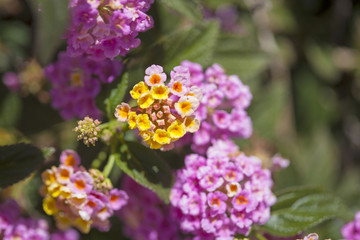 red and yellow Lantana flowers