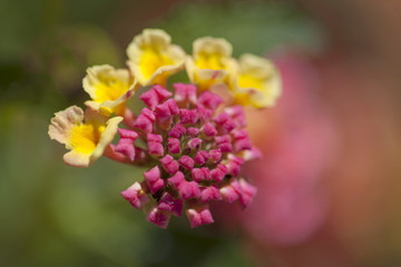red and yellow Lantana flowers