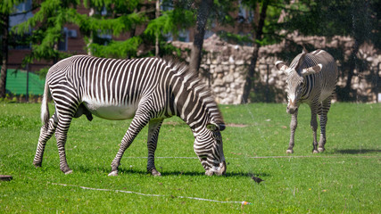 Fototapeta na wymiar Zebra in the pasture in the park