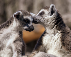 Two lemurs kiss on the nature