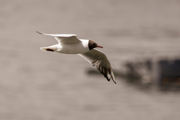 Seagull in flight against the background of the pond