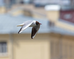 Seagull in flight against the background of the city