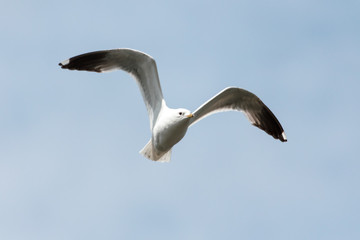 Seagull in flight against the sky with clouds