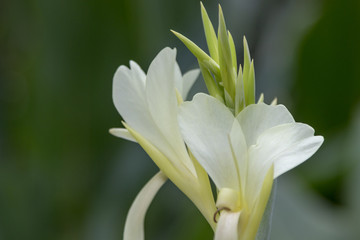 Delicate white tropical flower in Thailand on a background of lush greenery. Beautiful natural macro background.