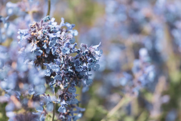 Blue flowers in a flowerbed in the park