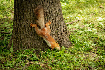 Squirrel on the tree in the park