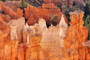 Bryce canyon. Fantastic colorful rock landscape. Morning fairy light. Utah, USA.