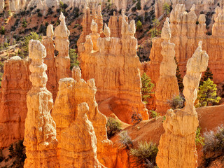 Bryce canyon. Fantastic colorful rock landscape. Morning fairy light. Utah, USA.