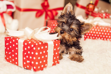 Yorkshire Terrier sits near Christmas presents under the Christmas tree