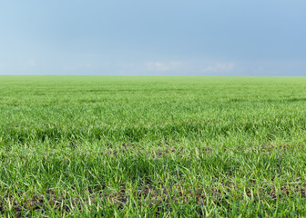 field with a crop of green wheat against a blue sky