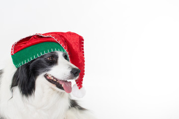 Obraz na płótnie Canvas HAPPY BORDER COLLIE DOG WEARING A RED AND GREEN CHRISTMAS HAT ISOLATED ON WHITE STUDIO BACKGROUND WITH COPY SPACE